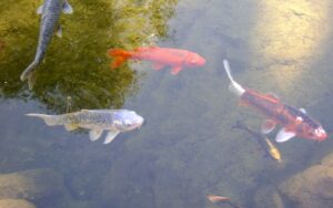 錦鯉の飼育完全ガイド｜水質・餌...