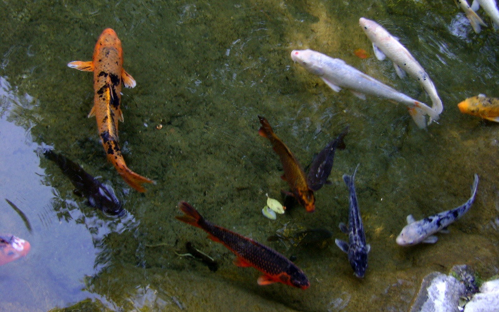 Koi pond and Nishikigoi photo 002