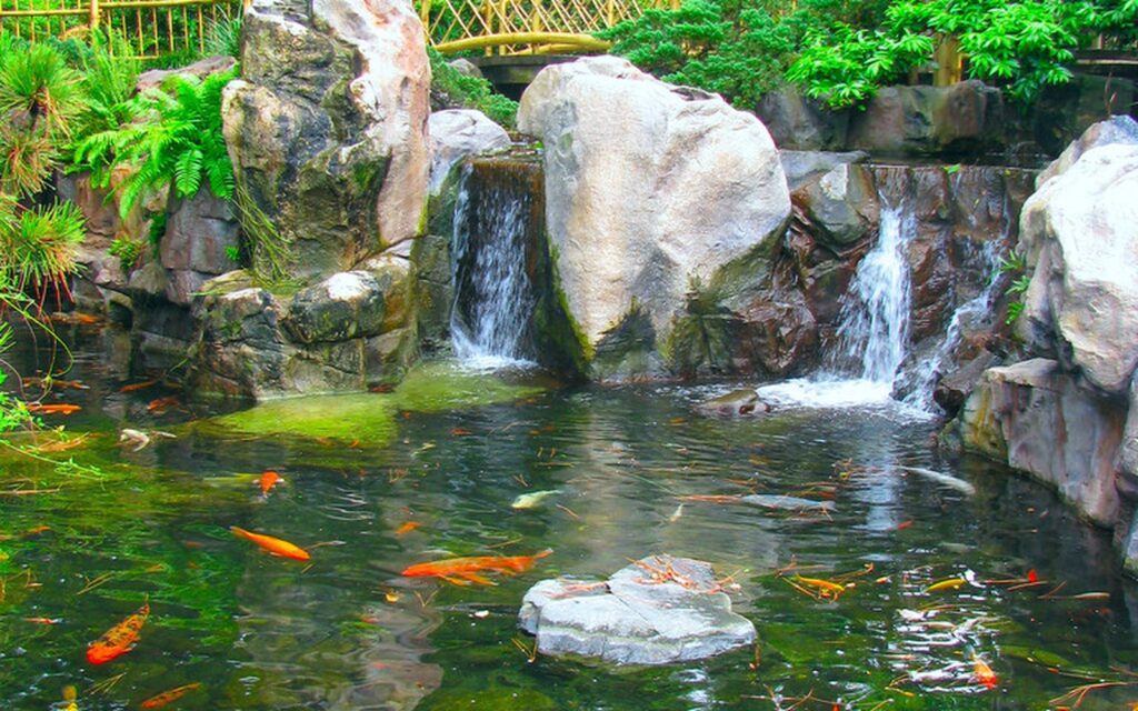 Koi pond and Nishikigoi photo 004