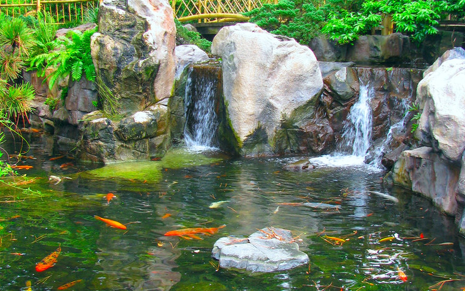Koi pond and Nishikigoi photo 004