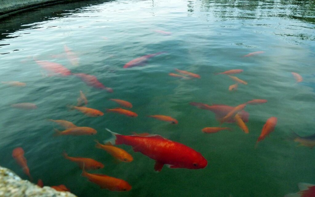 Koi pond and Nishikigoi photo 009