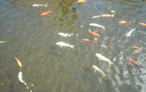 錦鯉池の深さはどれくらい必要か...