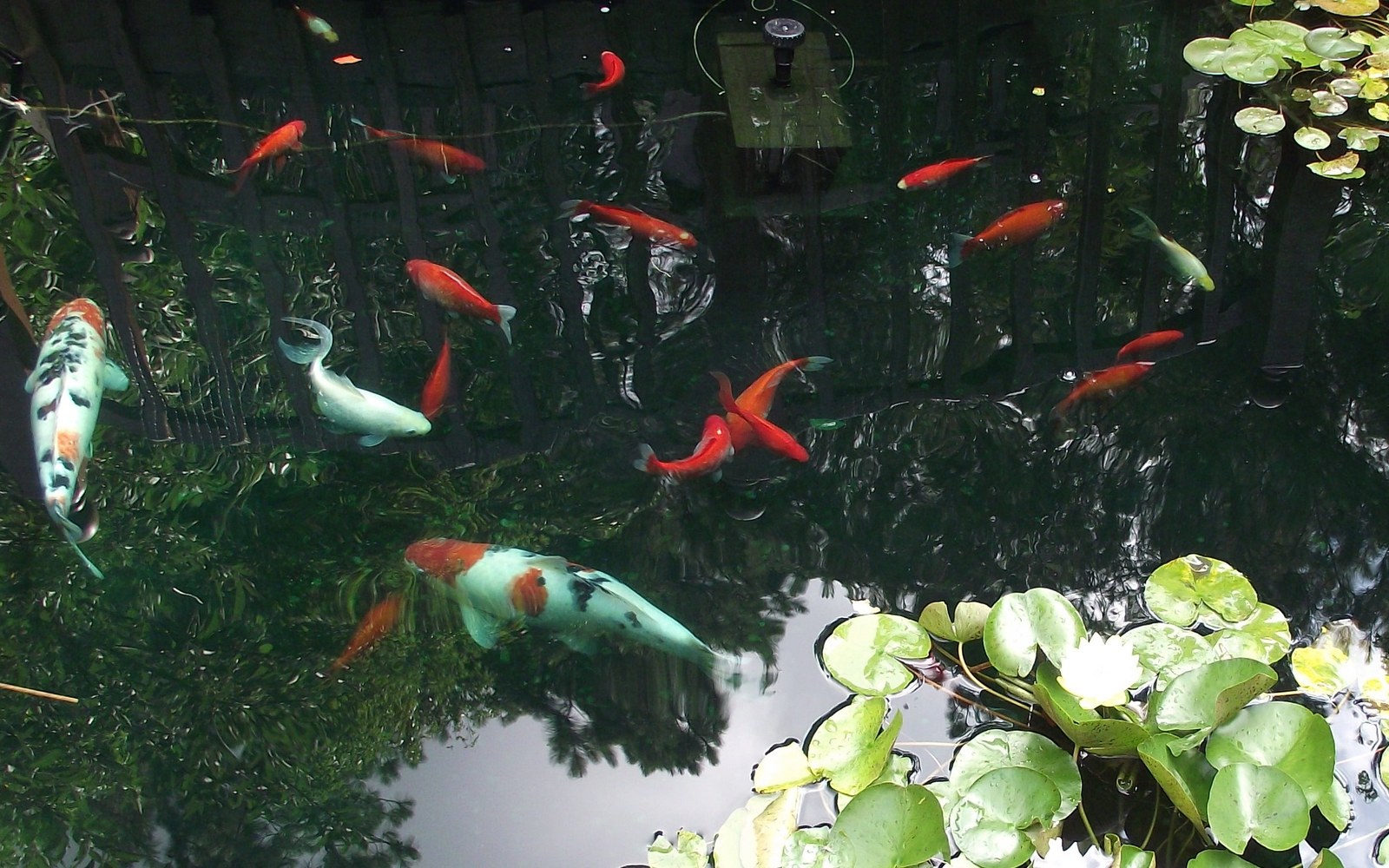 Koi pond and Nishikigoi photo 015