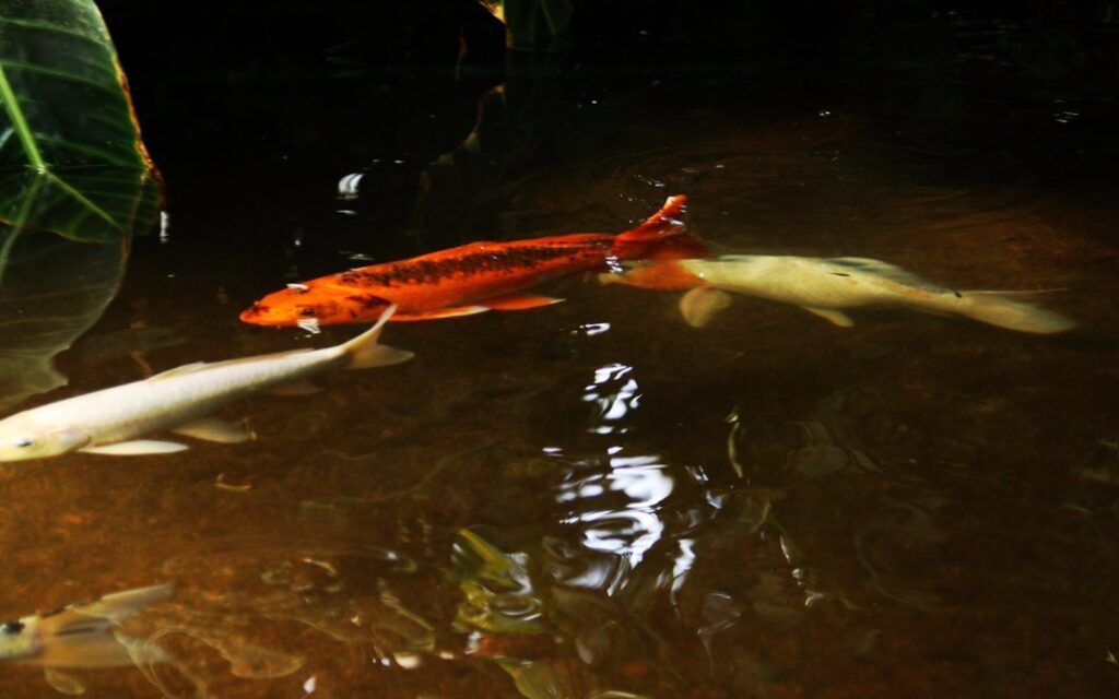 錦鯉池のメンテナンスチェックリスト｜週次管理の流れ