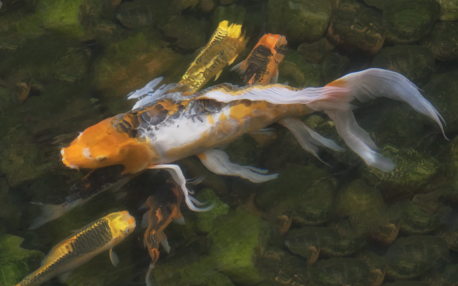 Koi pond and Nishikigoi photo 026