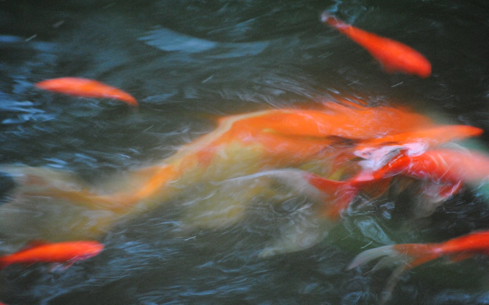 Koi pond and Nishikigoi photo 029