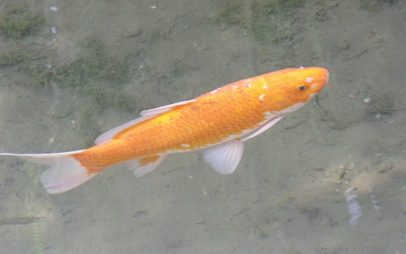 Koi pond and Nishikigoi photo 032
