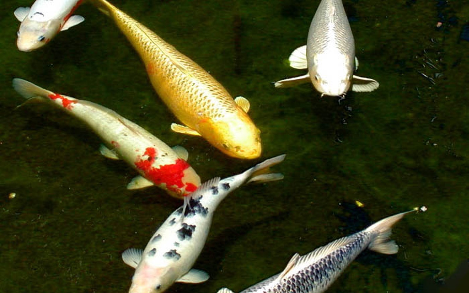 Koi pond and Nishikigoi photo 033