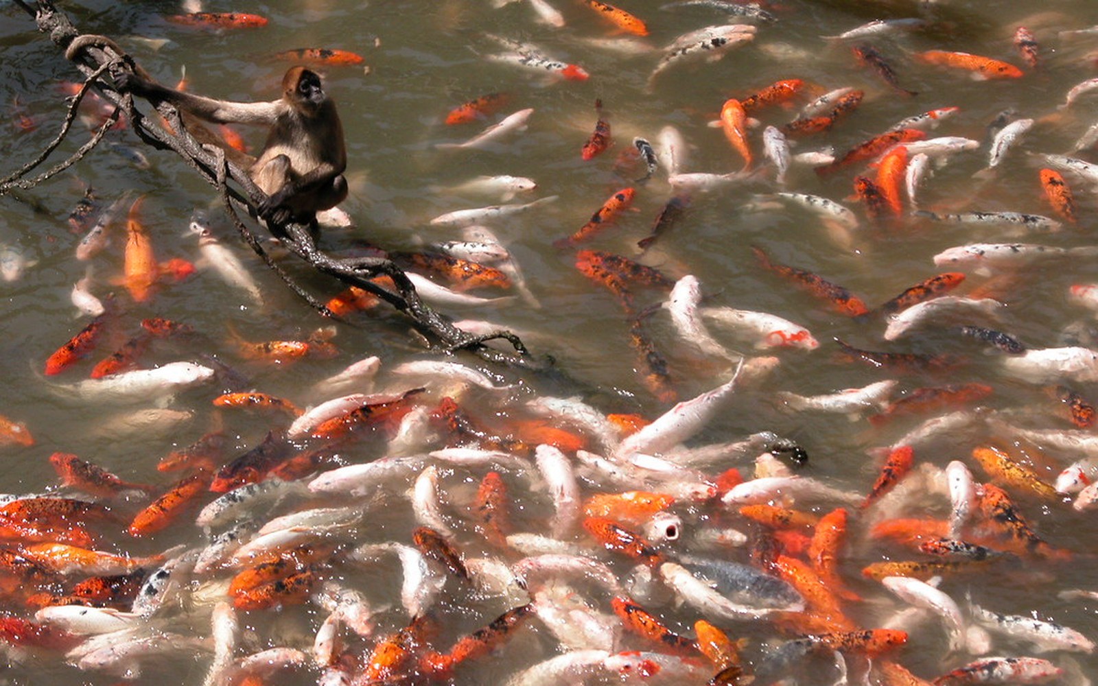 Koi pond and Nishikigoi photo 034