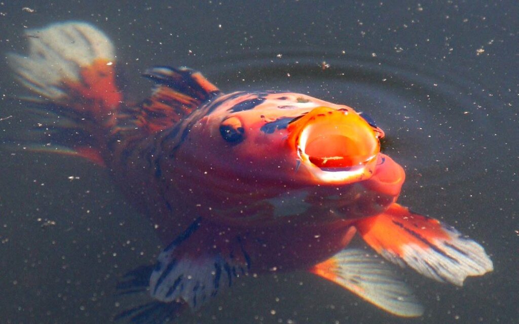 錦鯉の稚魚育成｜初期餌・水換え・密度管理の基本