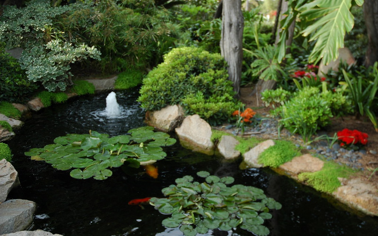 Koi pond and Nishikigoi photo 039