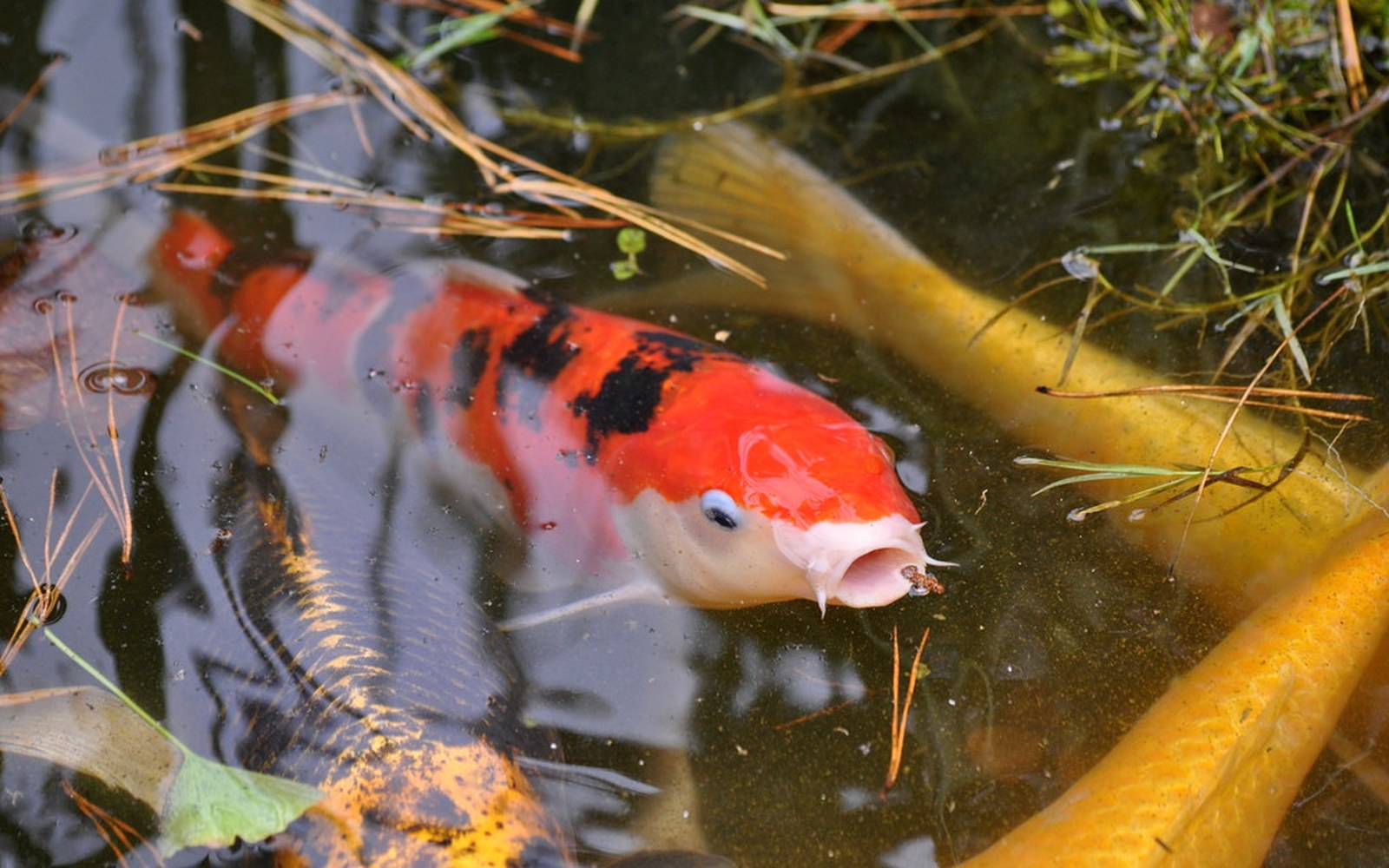 Koi pond and Nishikigoi photo 040