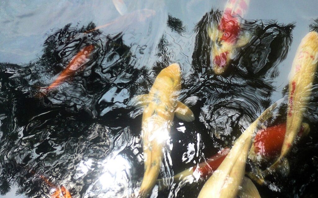 錦鯉池の水質検査キット｜最低限そろえたい測定項目