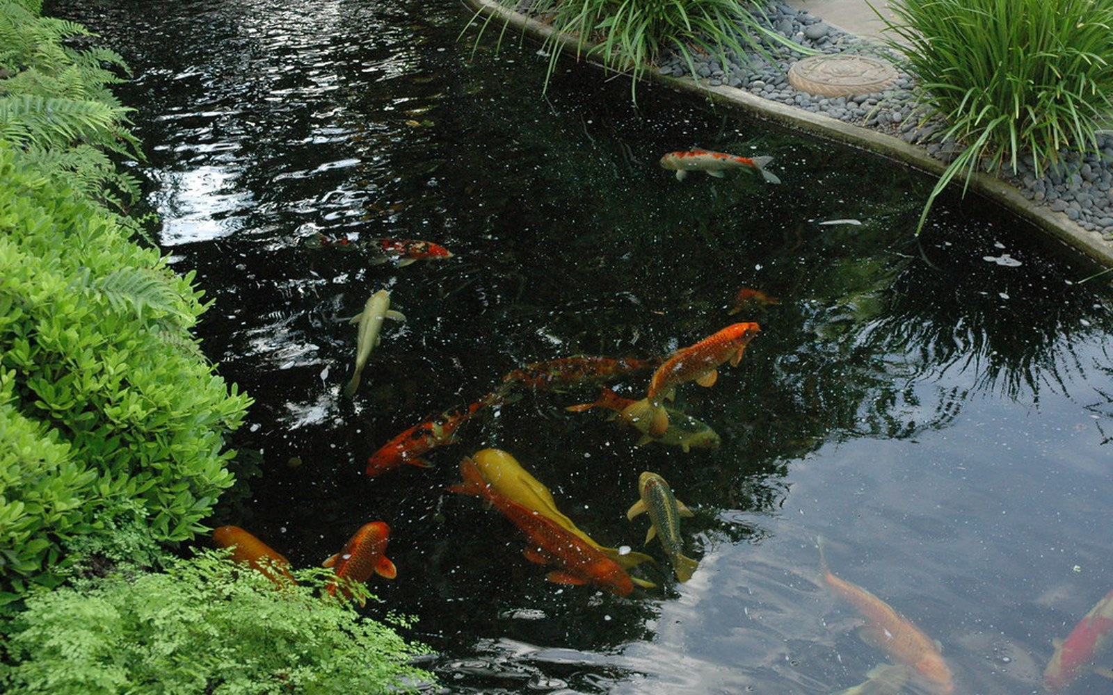 Koi pond and Nishikigoi photo 046
