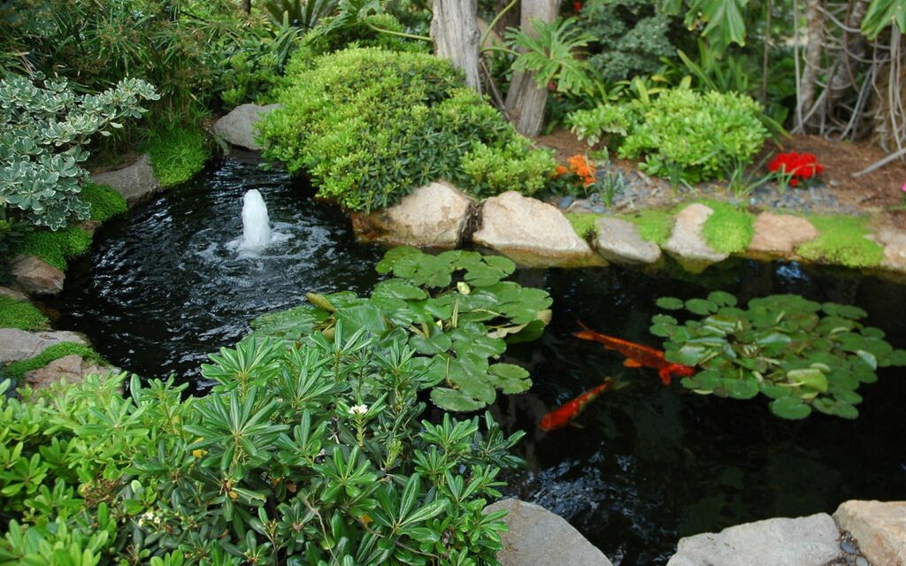 錦鯉品評会の準備|コンディション・輸送・健康確認