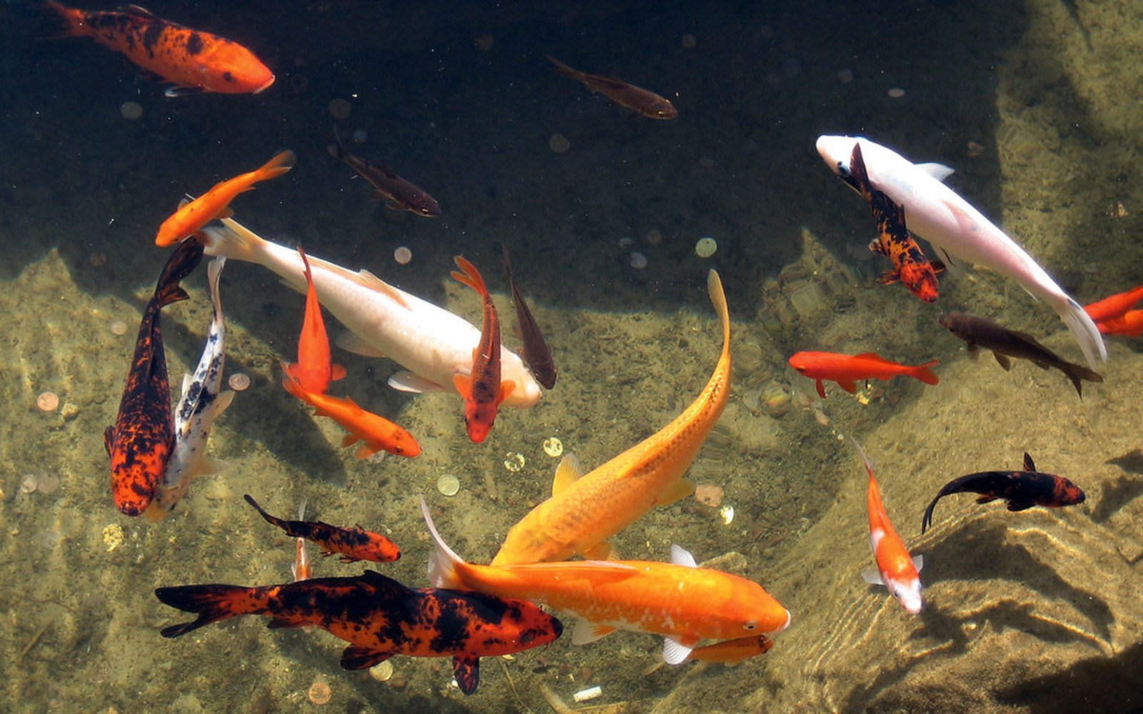 Koi pond and Nishikigoi photo 049